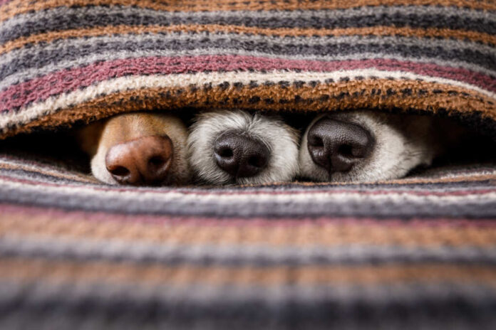 Couple,Of,Dogs,In,Love,Sleeping,Together,Under,The,Blanket