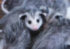 A close-up of a young opossum surrounded by others