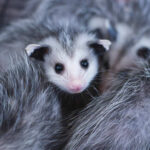 A close-up of a young opossum surrounded by others