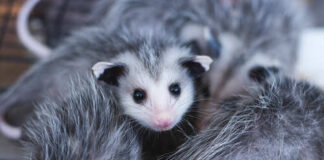 A close-up of a young opossum surrounded by others