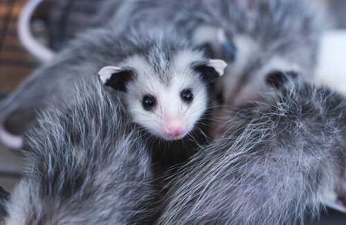 A close-up of a young opossum surrounded by others