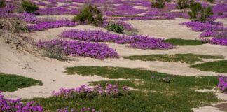 Vibrant purple flowers blooming across sandy terrain