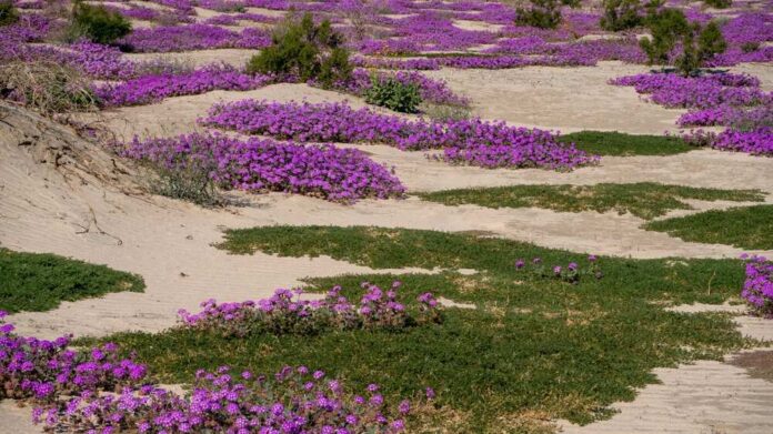 shutterstock_2384447129.jpg Vibrant purple flowers blooming across sandy terrain