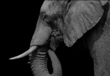 Close-up profile of an elephant against a black background