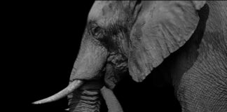 Close-up profile of an elephant against a black background