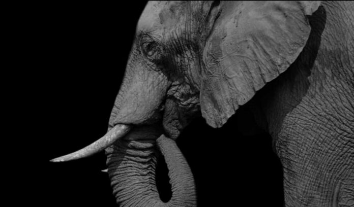 Close-up profile of an elephant against a black background