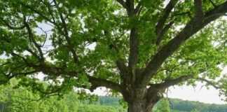 A large tree with lush green leaves in a grassy field