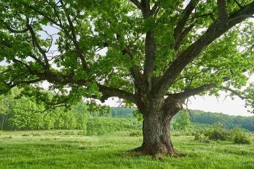 A large tree with lush green leaves in a grassy field