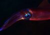 Mysterious Deep-Sea Secrets Unveiled in Australia A vibrant squid swimming in dark waters