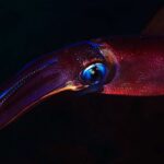 A vibrant squid swimming in dark waters