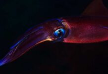 Mysterious Deep-Sea Secrets Unveiled in Australia A vibrant squid swimming in dark waters