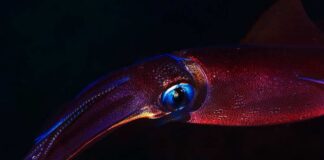 A vibrant squid swimming in dark waters