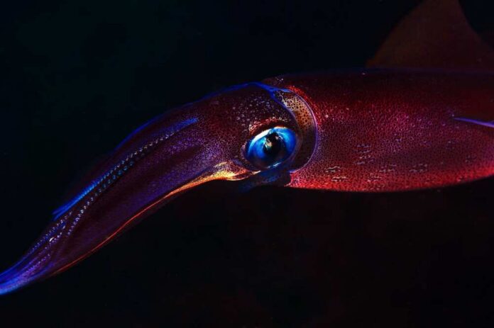 A vibrant squid swimming in dark waters