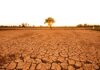 El Niño’s Super Scenario: Are We Ready? A solitary tree stands on cracked earth under a sunset sky