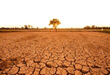 A solitary tree stands on cracked earth under a sunset sky