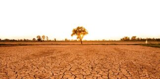 A solitary tree stands on cracked earth under a sunset sky