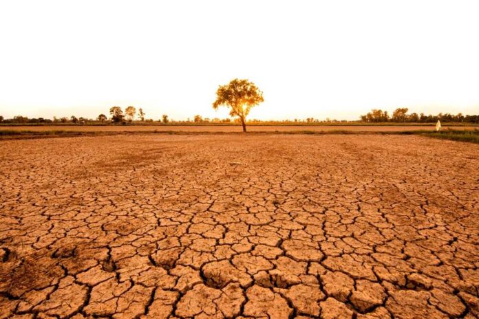 A solitary tree stands on cracked earth under a sunset sky