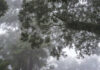 Misty forest with tree branches and green foliage in a foggy atmosphere