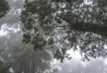 Bear Mauling Stuns Glacier Hotspot Misty forest with tree branches and green foliage in a foggy atmosphere