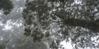 Misty forest with tree branches and green foliage in a foggy atmosphere