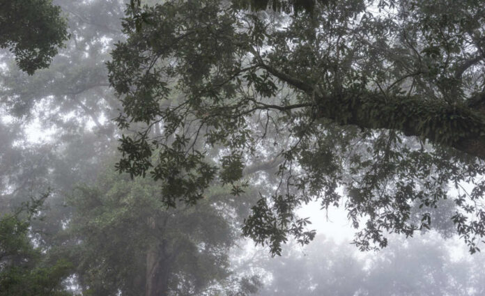 shutterstock_345931157 Misty forest with tree branches and green foliage in a foggy atmosphere