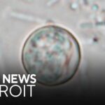 Michigan cyclosporiasis outbreak continues