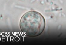 Mystery Lettuce Outbreak Explodes In Michigan Michigan cyclosporiasis outbreak continues