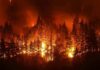 Wildfire engulfing a dense forest at night