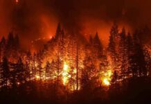 Wildfire engulfing a dense forest at night
