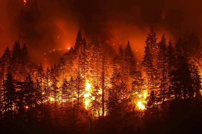 Wildfire engulfing a dense forest at night